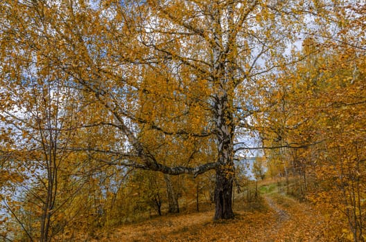 Golden autumn in the month of October in a beautiful forest