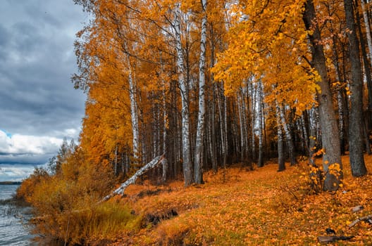 Golden autumn in the month of October in a beautiful forest