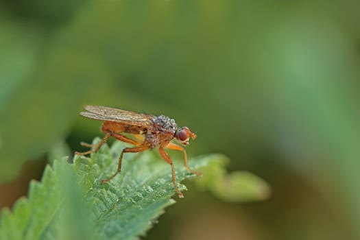 Hornfly (Tetanocera arrogans) with morning dew
