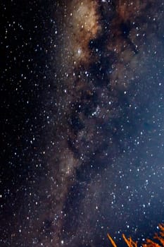 Portrait -  Bush pointing to the full view of the milky way galaxy.