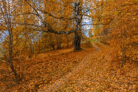 Golden autumn in the month of October in a beautiful forest