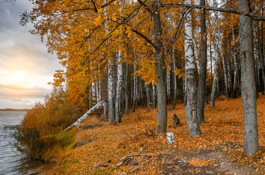 Golden autumn in the month of October in a beautiful forest