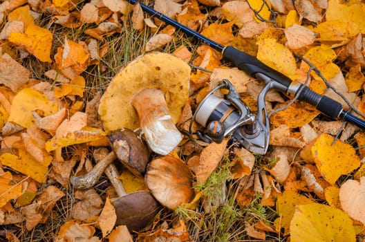 Golden autumn in the month of October in a beautiful forest