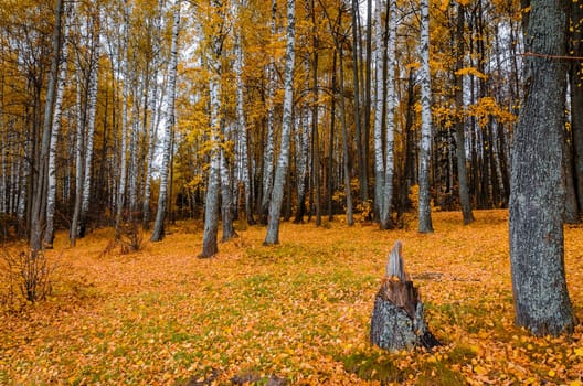 Golden autumn in the month of October in a beautiful forest