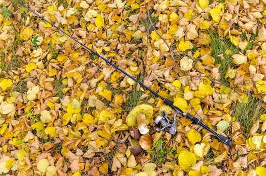 Golden autumn in the month of October in a beautiful forest