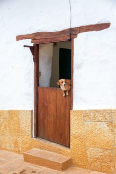 Dog leaning over a door in the colonial town of Barichara, Colombia