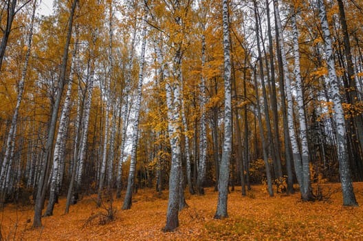 Golden autumn in the month of October in a beautiful forest