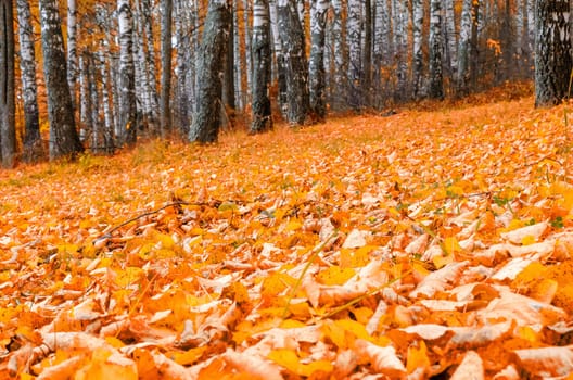 Golden autumn in the month of October in a beautiful forest