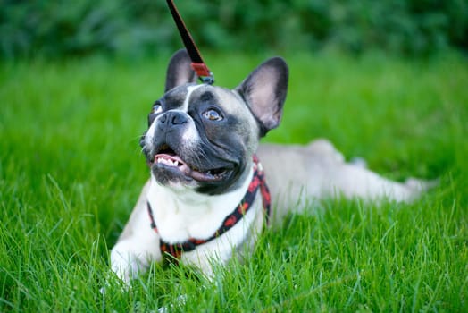 young dog, french bulldog, lying in the grass