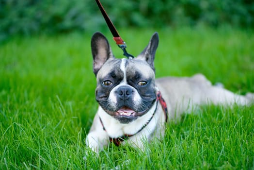 young dog, french bulldog, lying in the grass