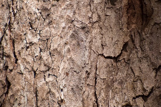 Tamarind tree bark background