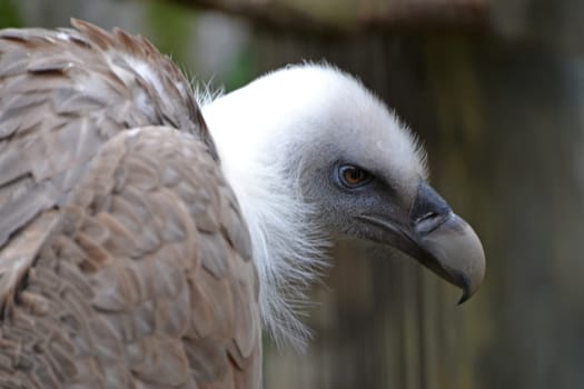 Portrait of a vulture