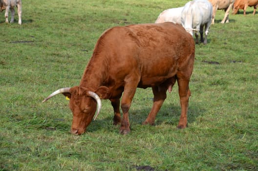 herd of cattle