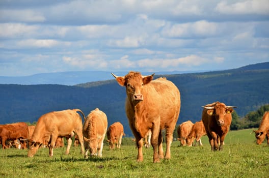 herd of cattle