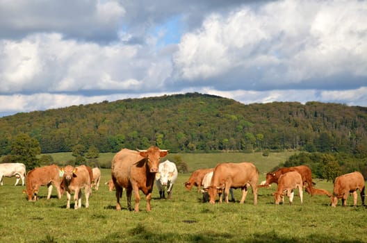 herd of cattle