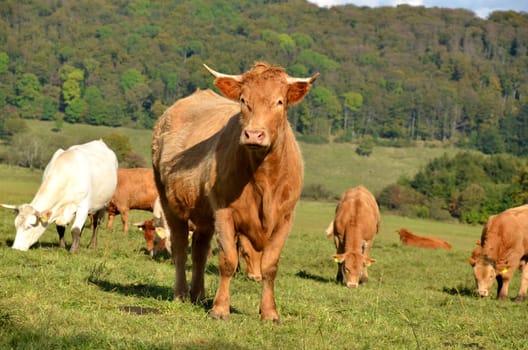 herd of cattle