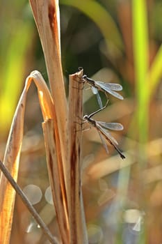 Mating of the Common Willow Maiden (Chalcolestes viridis)