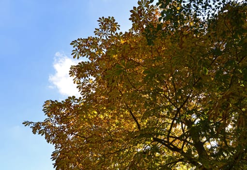 horse chestnut