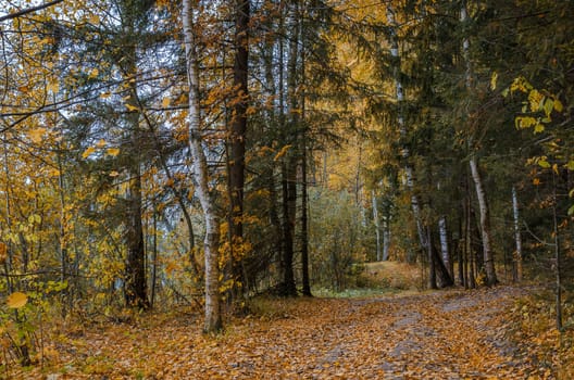 Golden autumn in the month of October in a beautiful forest