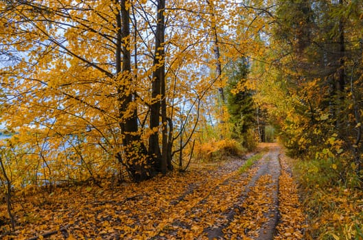 Golden autumn in the month of October in a beautiful forest