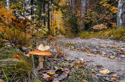 Golden autumn in the month of October in a beautiful forest