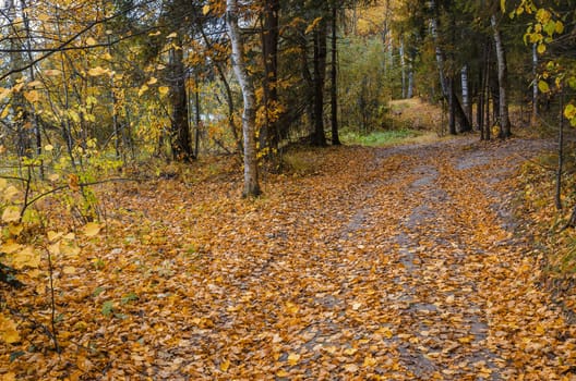 Golden autumn in the month of October in a beautiful forest