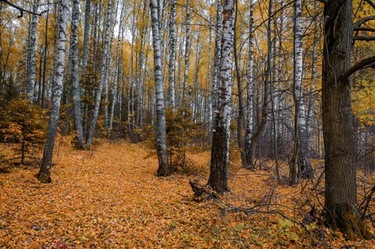 Golden autumn in the month of October in a beautiful forest