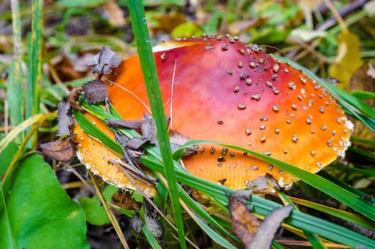 Golden autumn in the month of October in a beautiful forest