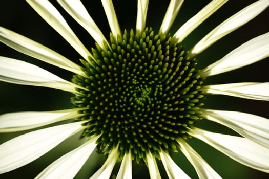 The top view and close-up of the green flower of the Green Coneflower,Echinacea purpurea.
