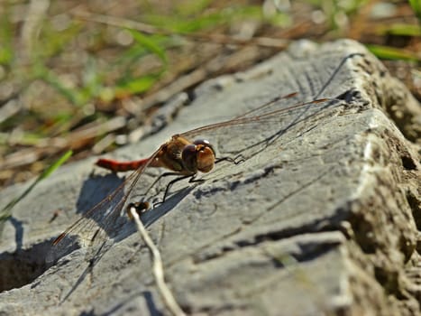 Large heather dragonfly (Sympetrum striolatum) on stone frontal