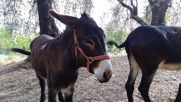 Two Brown Donkeys Under the Olive Trees