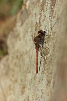Large heather dragonfly (Sympetrum striolatum) on stone laterally