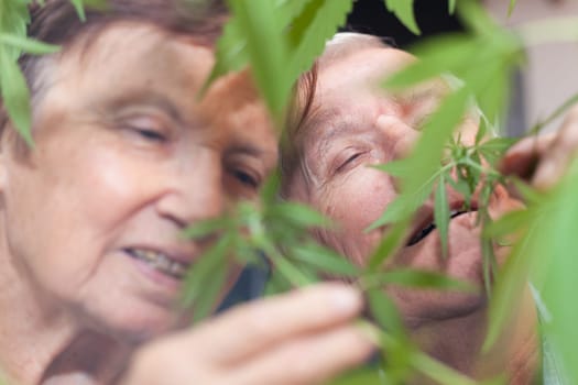 Couple of happy seniors smelling Cannabis plant.