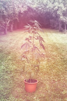 Cannabis female plant in flowerpot outdoors in the garden, indica dominant hybrid in flowering stage.