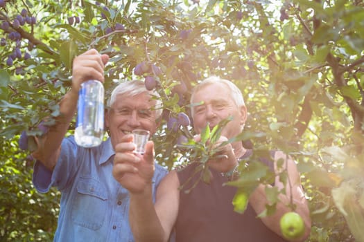 Two happy seniors with bottle of alcohol enjoying sunny day outdoors under fruit trees.