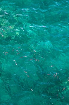Many fish on the beautiful water surface. Top view of the Alboran Sea in the Strait of Gibraltar.