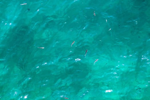 Many fish on the beautiful water surface. Top view of the Alboran Sea in the Strait of Gibraltar.