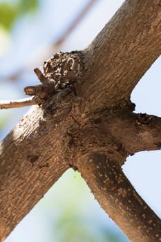 Cicada camouflaged on the tree in Spain.
