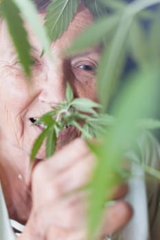 Closeup of happy senior woman smelling Cannabis plant.