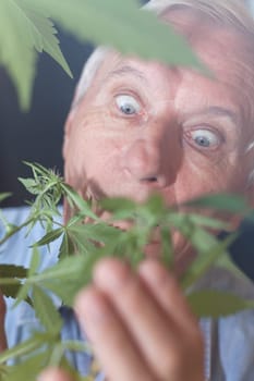 Shocked senior man looking at Cannabis plant.