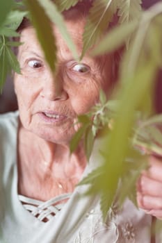 Shocked senior woman looking at Cannabis plant.