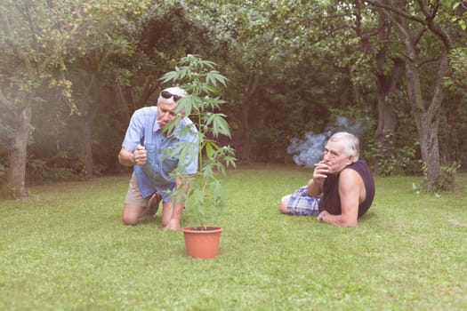 Two seniors smoking marijuana joint and relaxing next to the Cannabis plant outdoors in the garden.