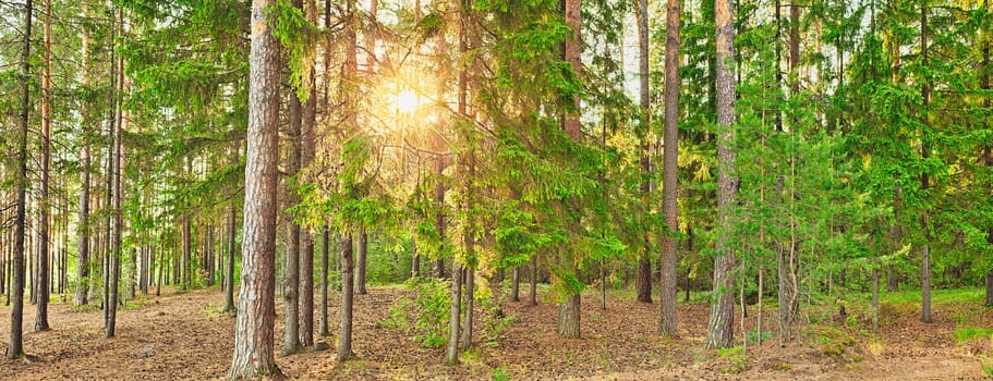 Panorama of a forest with the sunlight through the trees