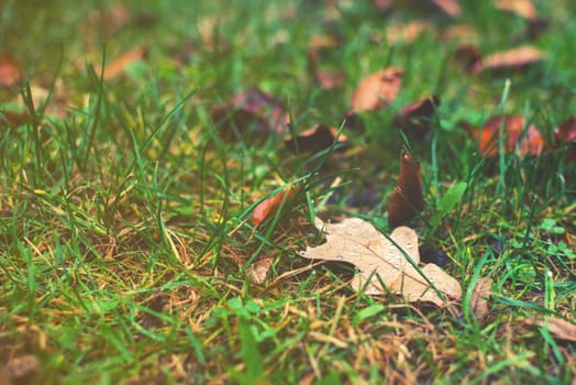 autumn leaf with water on green grass background