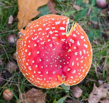 close up on amanita muscaria,fly agaric toadstool,fungus,mushroom.