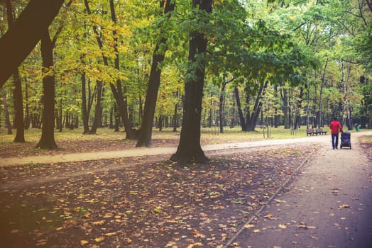 park on autumn with trees and leaves.