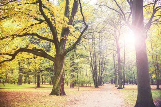 park on autumn with trees and leaves.