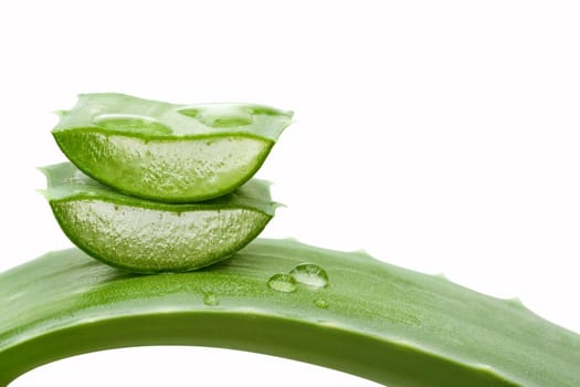 Aloe vera plant