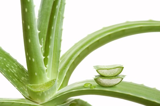 Aloe vera plant