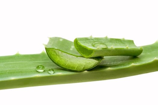Aloe vera plant